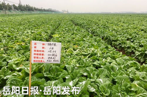 这家500强企业,要在岳阳打造 放心酸菜第一股