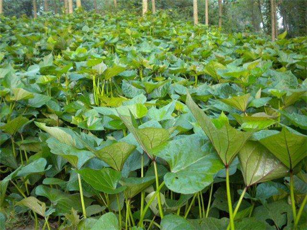 变废为宝 浏阳汉子用一片红薯叶带动一个大产业